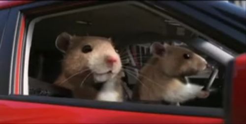 Enjoy your fly hamster ride. In my fast Kia,. Cause that's the